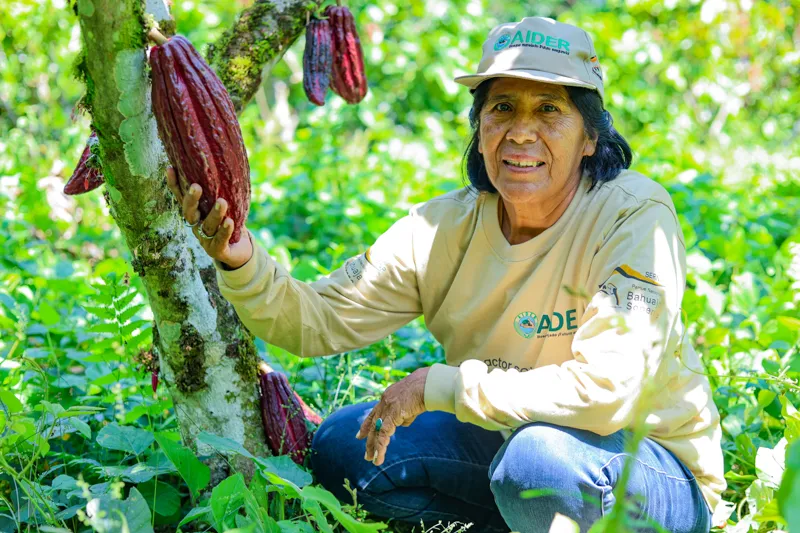 La planta de secado empieza a registrar humedad y fermentación por lote